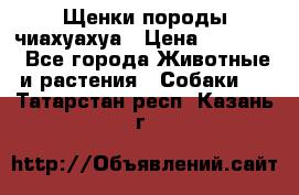 Щенки породы чиахуахуа › Цена ­ 12 000 - Все города Животные и растения » Собаки   . Татарстан респ.,Казань г.